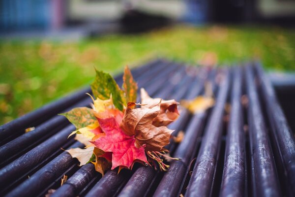 Bouquet autunnale di foglie luminose su una panchina