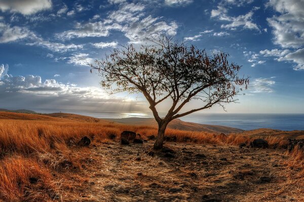 Einsamer Baum auf dem Hintergrund des Meeres