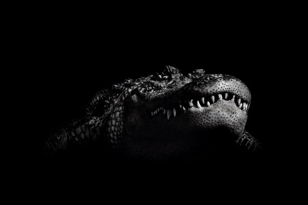 A black and white crocodile from the darkness