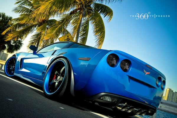 Coche deportivo azul bajo la palma