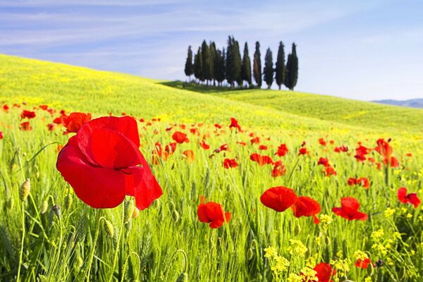 Schönes Foto von Mohnblumen in den Feldern. Bäume am Horizont