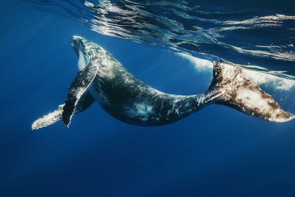 La balena è il più grande mammiferi nel mondo sottomarino