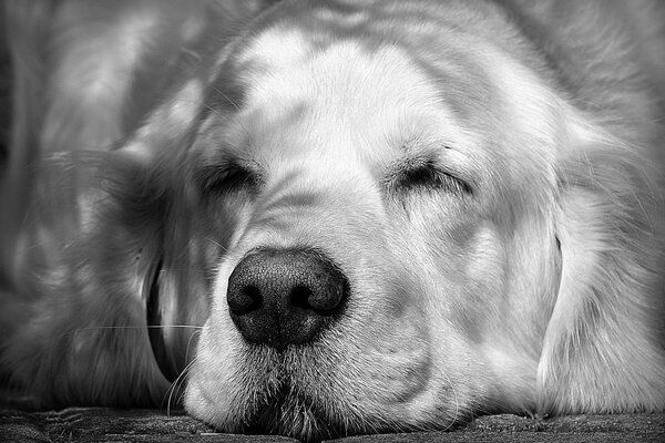 The dog is a white retriever on vacation. Squinting in the sun