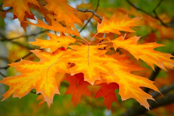 Brillantes hojas de arce de otoño