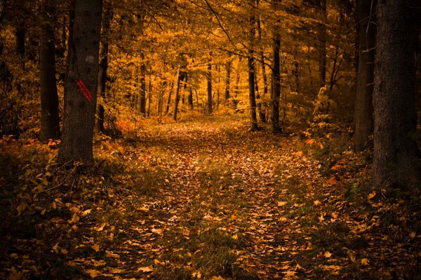 Gelbe Blätter große Bäume Herbstwetter