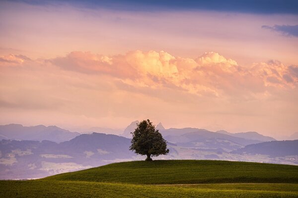 Einsam stehender Baum im Feld vor dem Hintergrund von Bergen und Wolken