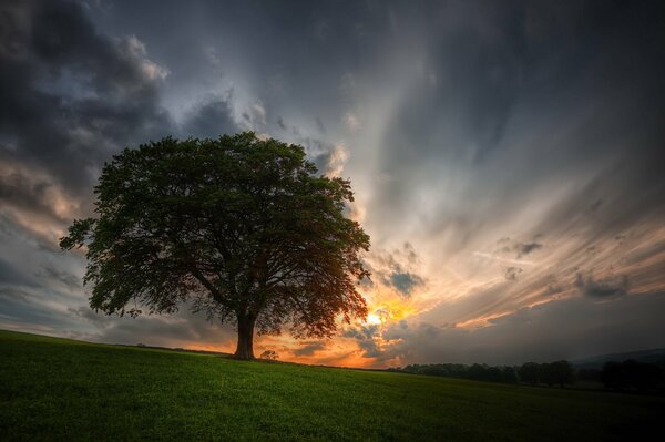 Arbre debout seul dans le champ sur fond de coucher de soleil dans le ciel