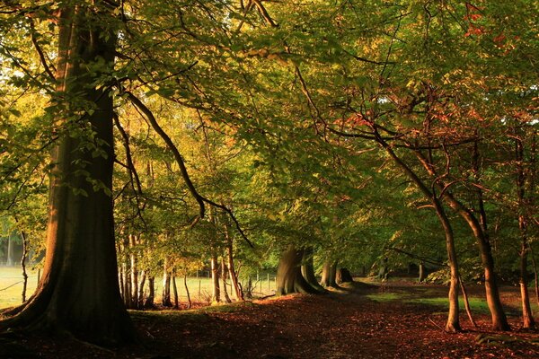 Green trees in the forest