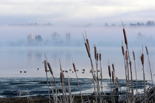 Foto sombría de cañas en un pantano en la niebla