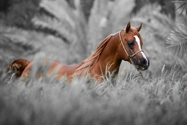 Cheval brun sur fond de feuillage gris