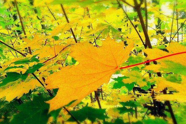 Feuilles jaunes d automne dans la forêt