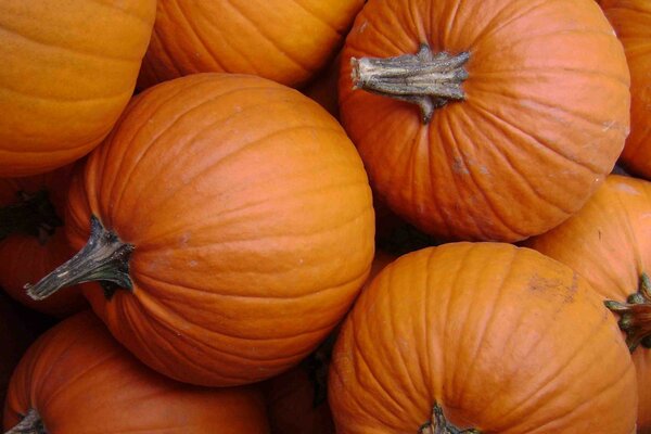 Légumes d automne. Citrouilles appétissantes