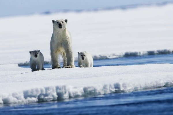 Three polar bears on the ice