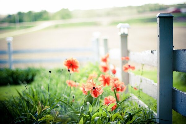 Mohnblumen wachsen anmutig am Zaun