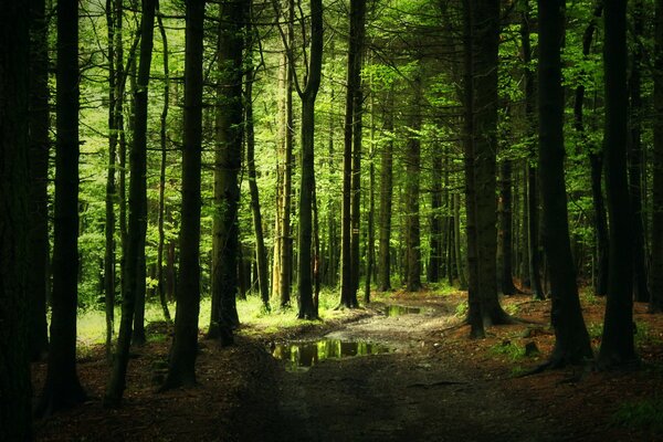 Forest path with puddles in the thicket of coniferous forest