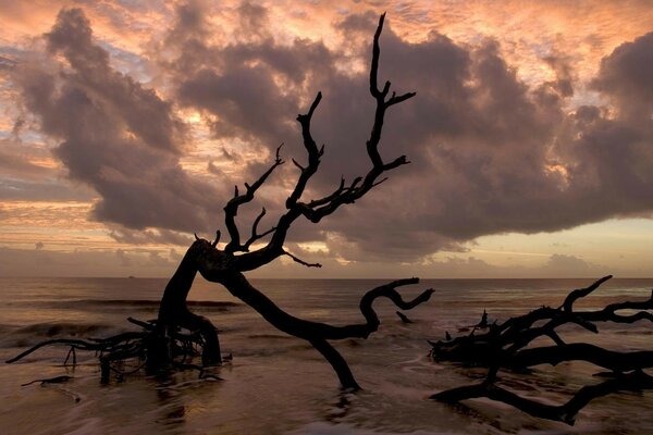 The seashore under the evening clouds