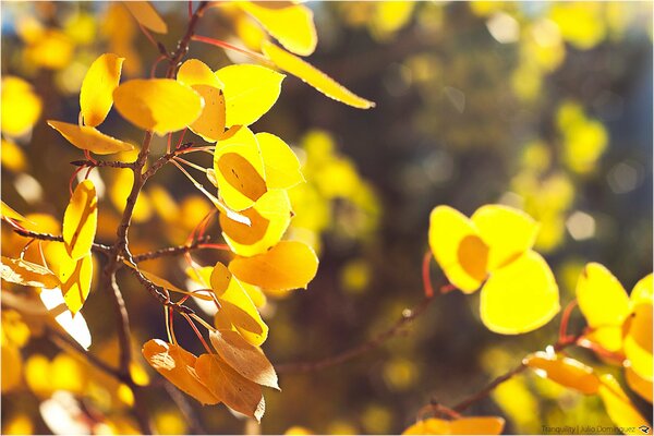 Lumière du soleil sur le feuillage d automne