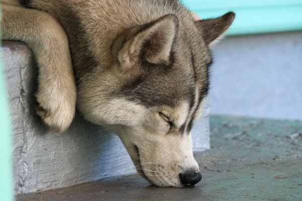 Der Husky schläft mit der Schnauze auf dem Boden