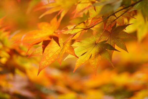 Große gelbe Herbstblätter