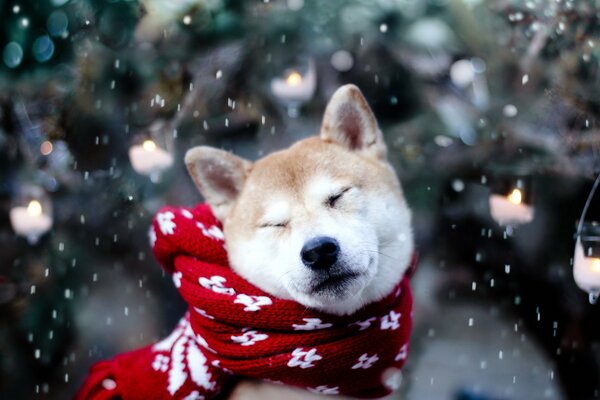 Chien en écharpe rouge, neige, arbre de Noël