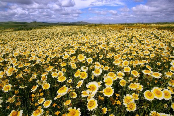 Champ de marguerites jaunes sous le ciel nuageux de la Californie