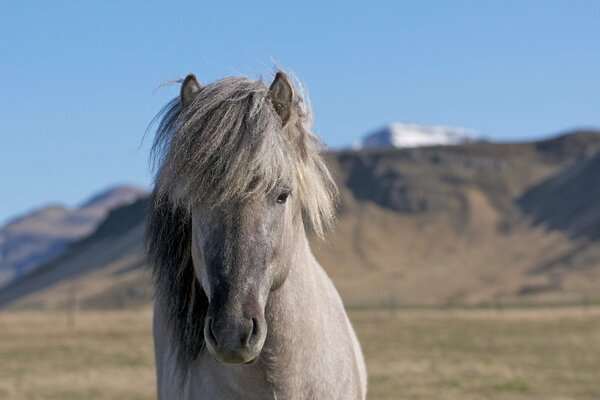 Well, little horse, let s go for a ride on these hills