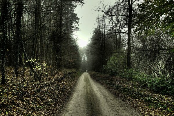 Eine verlassene Straße inmitten eines Herbstwaldes