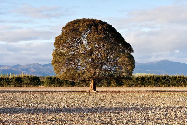 Schöner einsamer Baum auf dem Feld