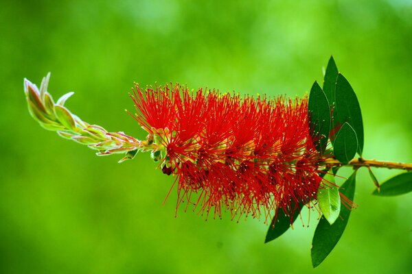 An unusual red flower on a green background