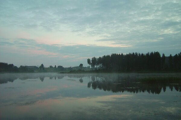 Brouillard sur le lac parmi les arbres