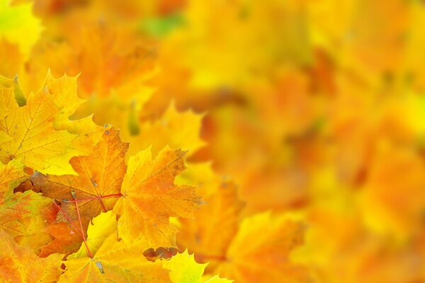 Bella foglia d autunno bokeh in riprese macro