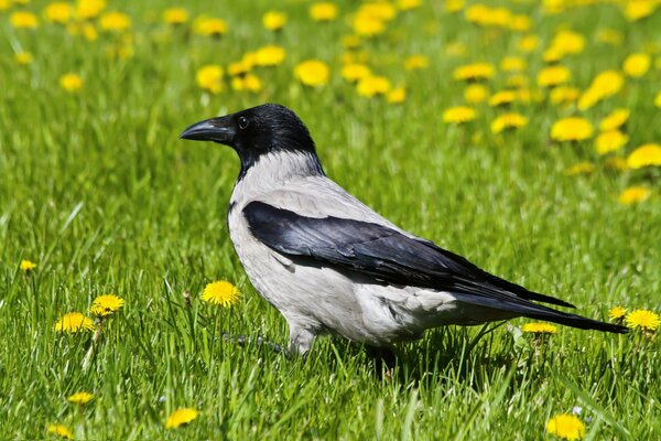 A large crow in the grass with dandelions