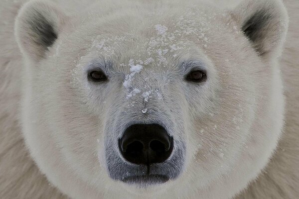 El gran hocico de un oso polar