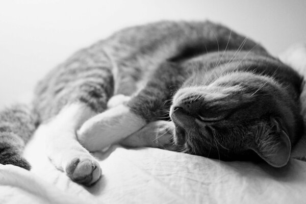 Grey cat sleeping on the sofa