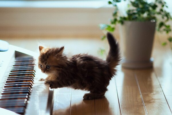 A playful kitten next to a synthesizer