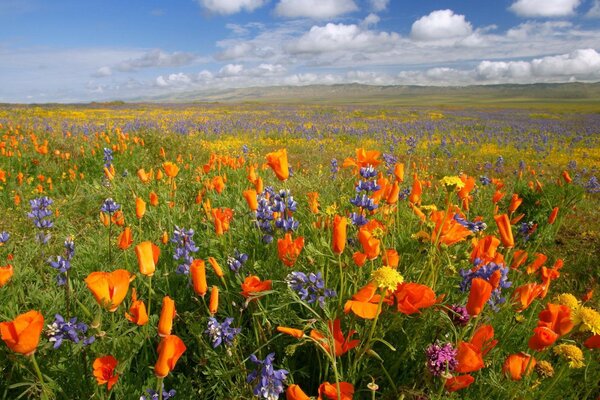 Montañas de flores en el campo contra las nubes