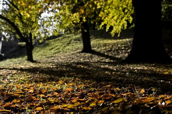 Earth autumn fallen leaves