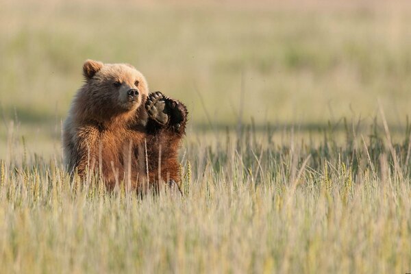 Braunbär im Feld winkt mit der Pfote