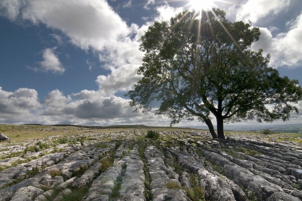 Arbre solitaire sur un champ rocheux