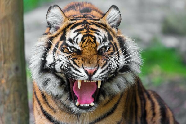 The predatory grin of a tiger. Photo