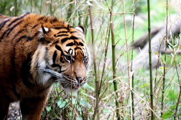 El gran tigre entre el bambú