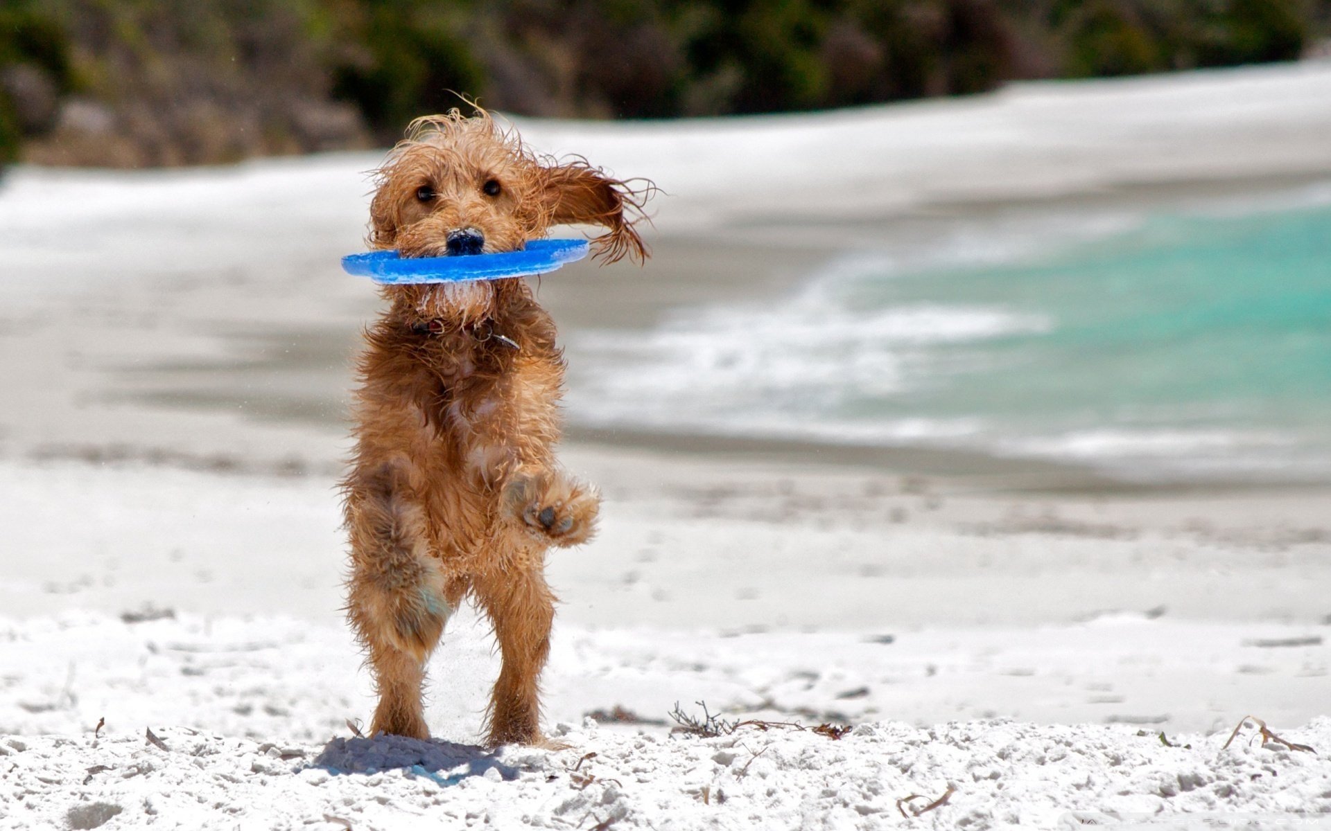 cane divertimento gioco spiaggia