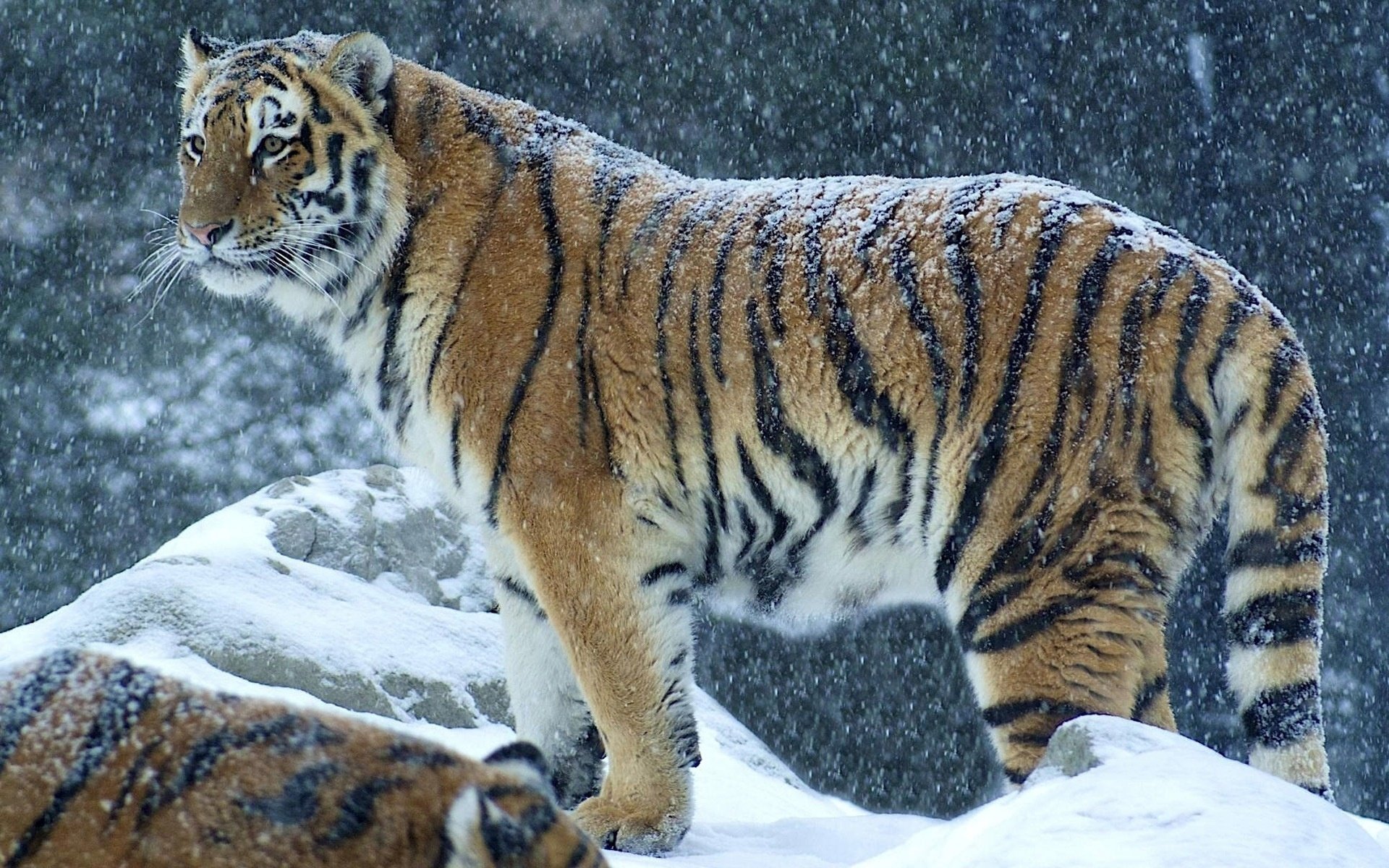 tigre nieve depredador invierno