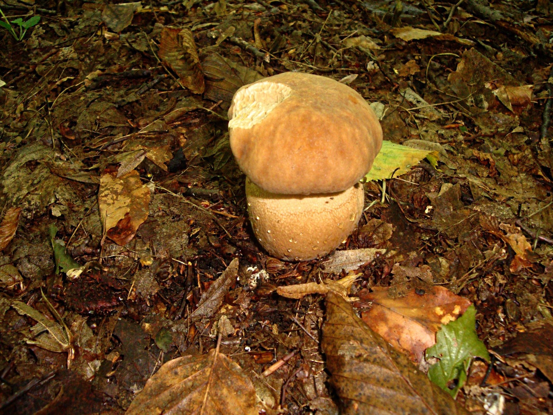 autumn mushrooms leaves drop