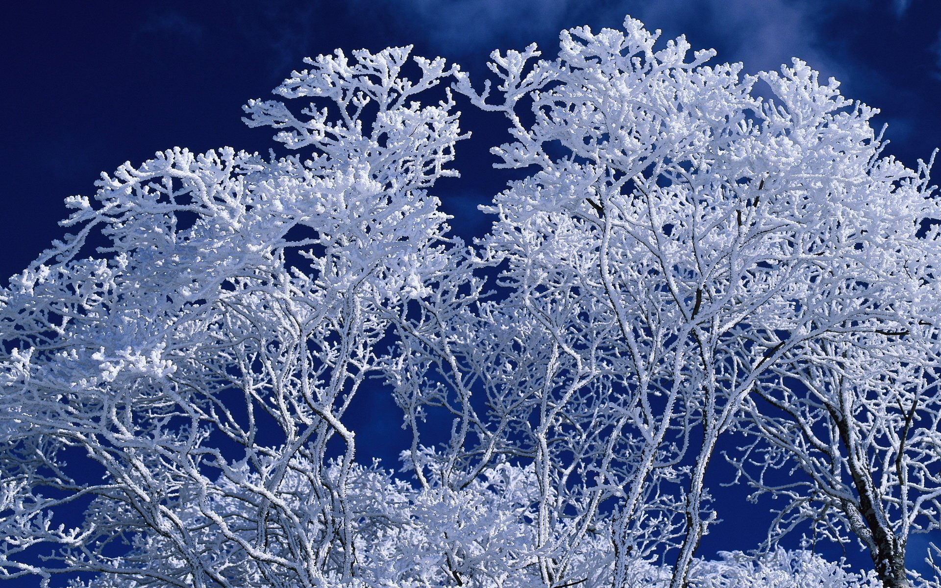 bianco su bianco legno brina modello blu