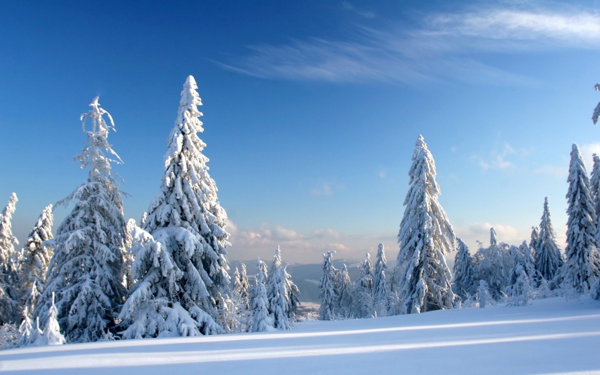 ciel arbres de noël surface enneigée dans la neige épinette hiver