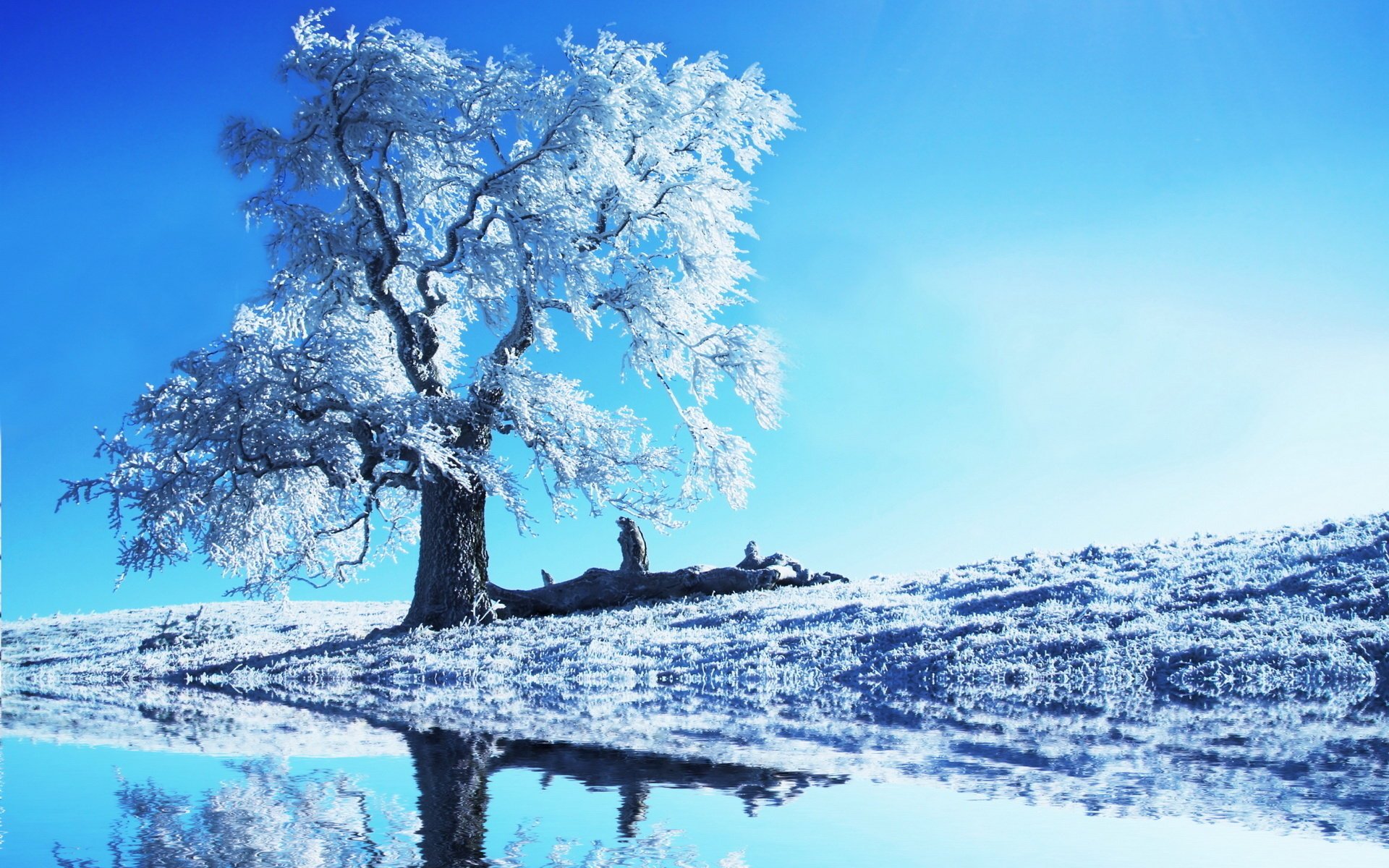 baum schnee wasser himmel ini reflexion deck balken