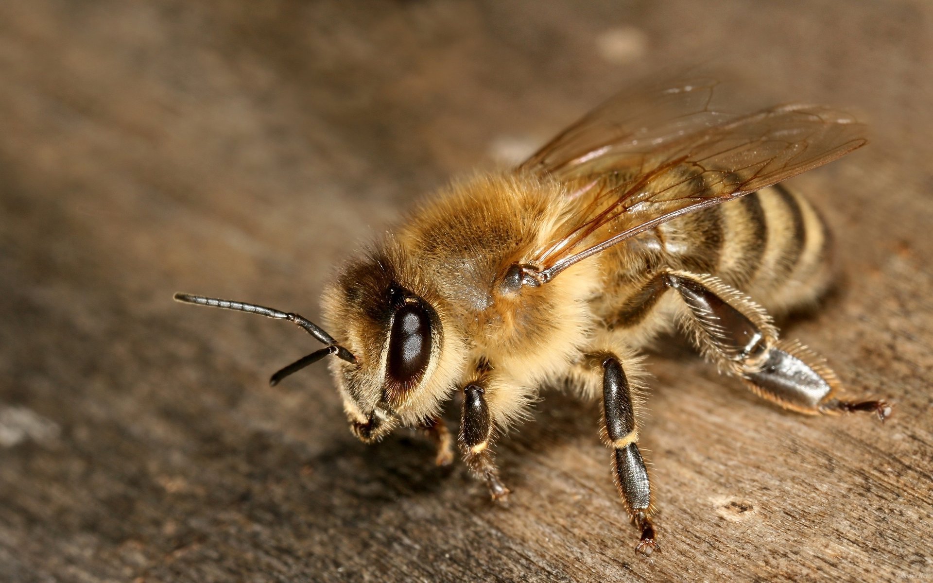 abeille gros plan antennes pattes ailes yeux insecte