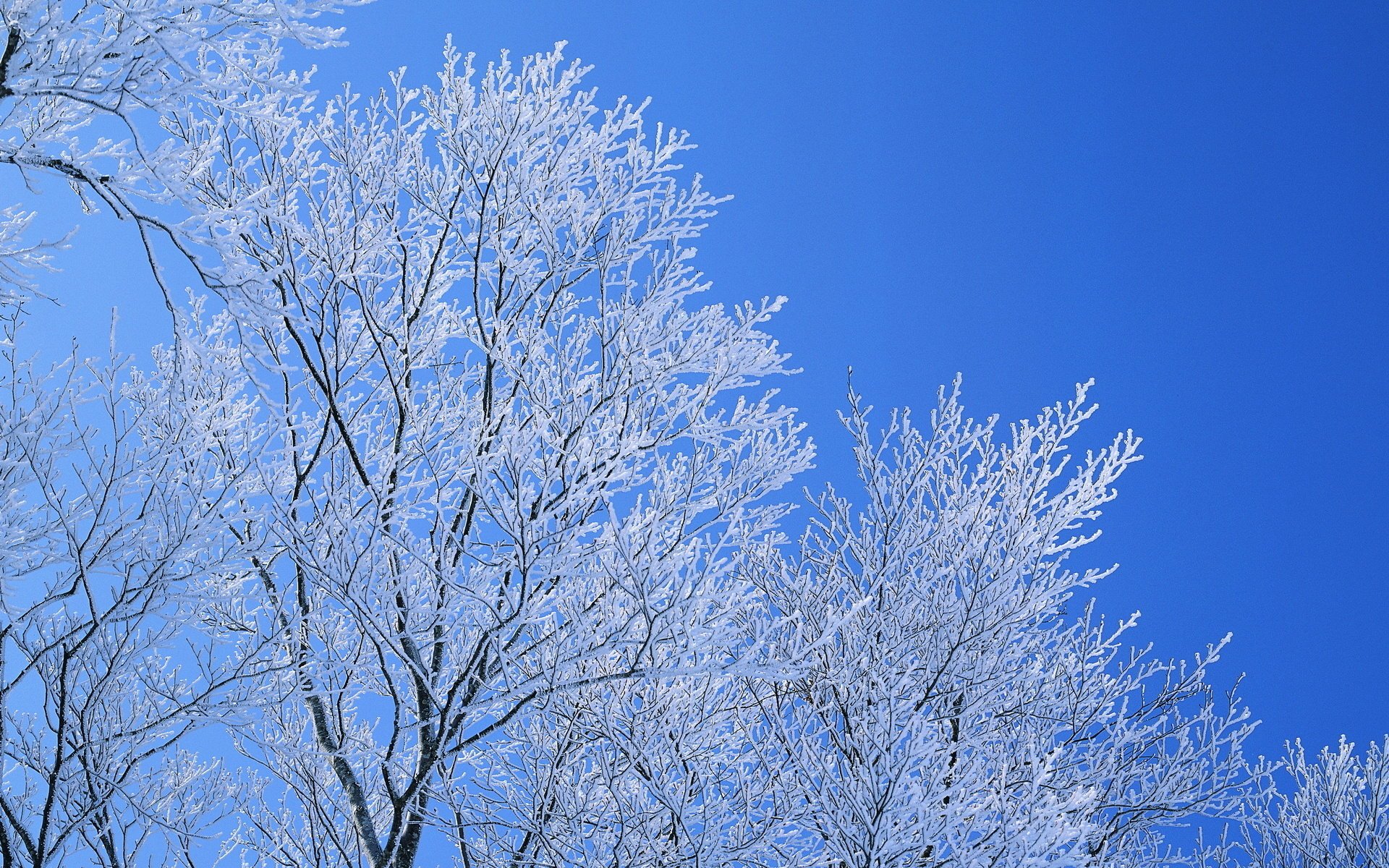 winter the sky frost branches trees blue