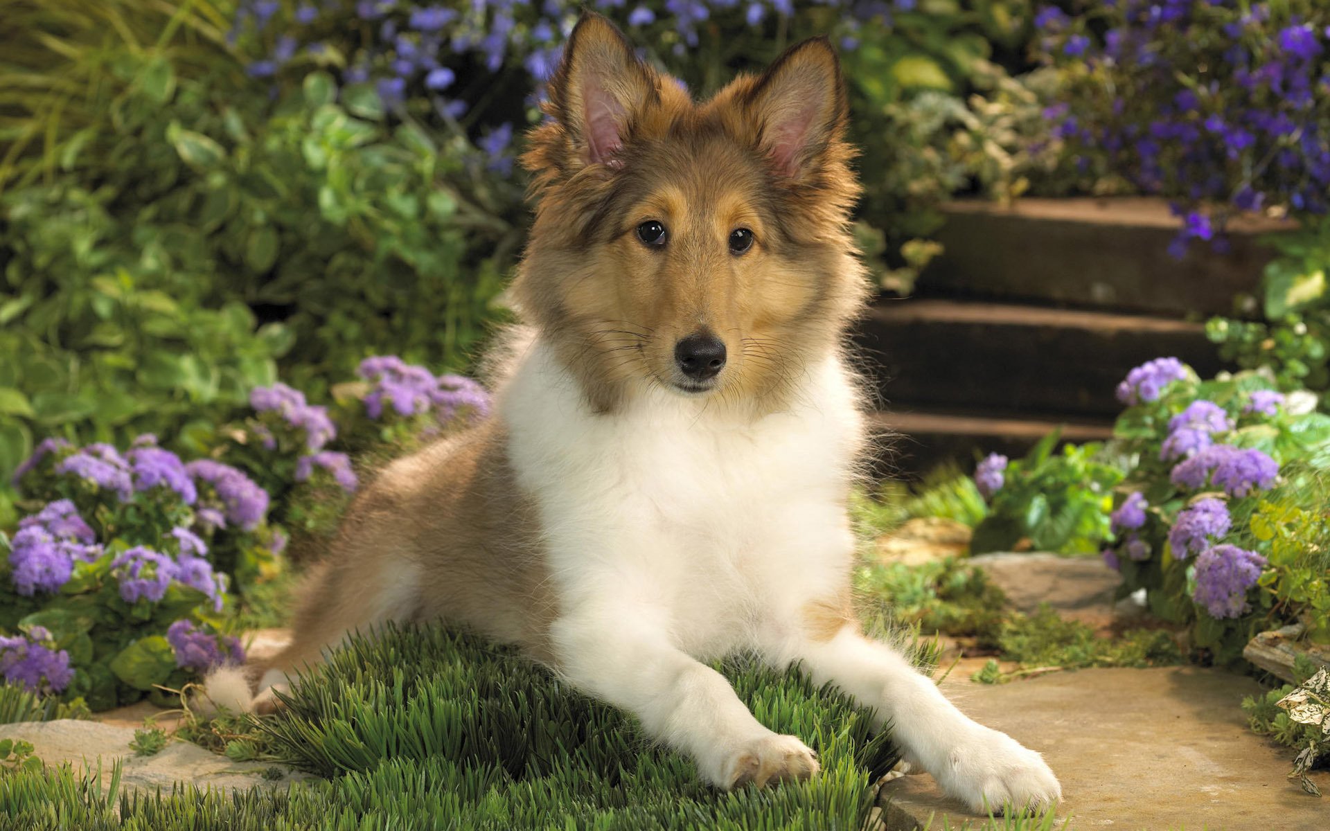 chien collie chiot